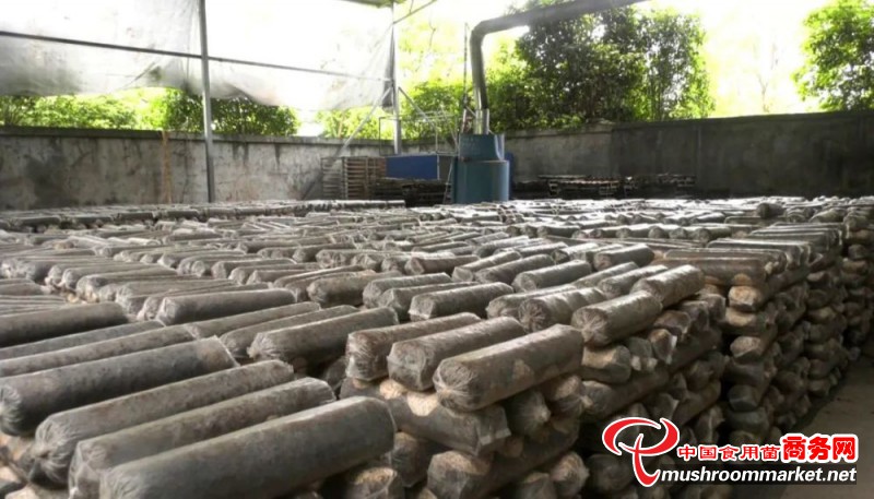 湖北省崇阳县：香菇菌棒培育忙 拓宽群众致富路