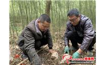贵州省桐梓县：林下竹荪种植忙 增加群众收入