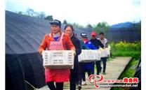 湖北省来凤县：规模化发展羊肚菌产业 拓宽农民致富路