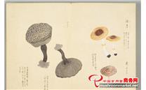 从《菌谱》中管窥宋代食用菌饮食文化的发展