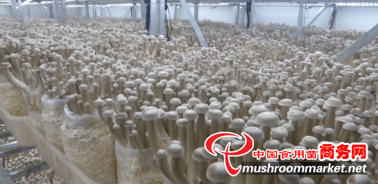 日产鲜菇10吨！贵州安龙“工厂化＋立体化”鹿茸菇生产模式提质增效