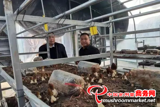河南平顶山：床架式羊肚菌出菇旺 “一菜一菌”项目拓宽乡村振兴路