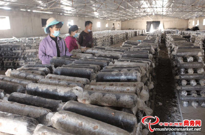 甘肃省张掖市：食用菌产业崛地而起 市场影响力显著增强