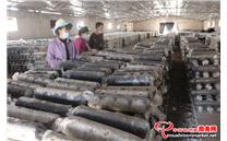 甘肃省张掖市：食用菌产业崛地而起 市场影响力显著增强