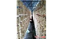 陕西省白河县：10万棒黑木耳全部下地 小木耳结出“致富花”