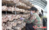 辽宁省铁岭县：一大批好香菇正待采摘 带动群众就业