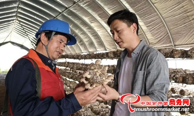 安徽省枞阳县：电力护航 小菌菇闯出大天地
