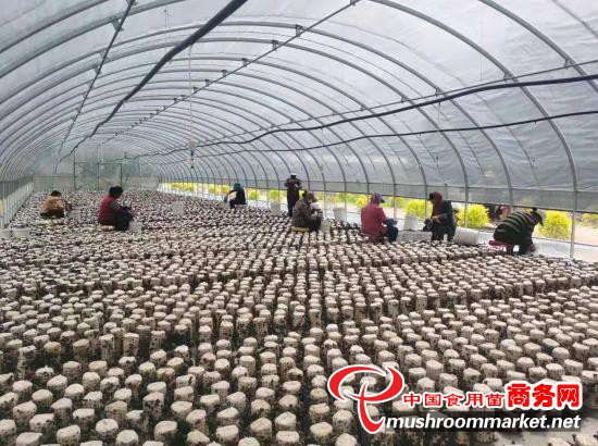 吉林省磐石市：“一对一”助力 打造“食用菌”特色小镇
