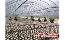 吉林省磐石市：“一对一”助力 打造“食用菌”特色小镇
