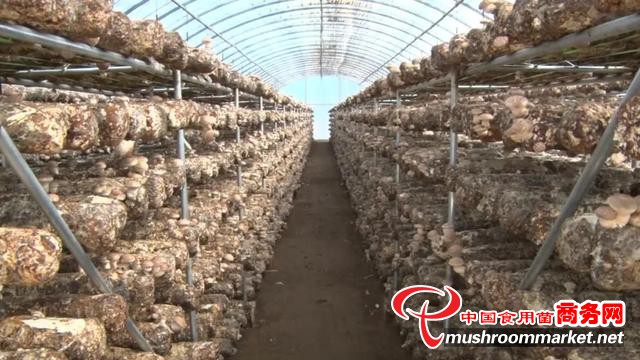 山西省交口县：种植小香菇 助力乡村振兴大梦想