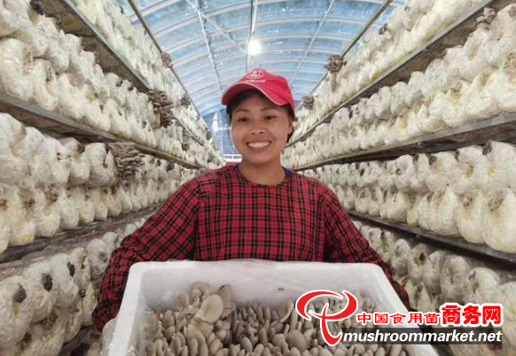 贵州：台江县将食用菌做成全县支柱产业 助力乡村振兴