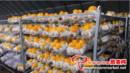 甘肃省漳县：发展食用菌产业 激活乡村振兴新动能