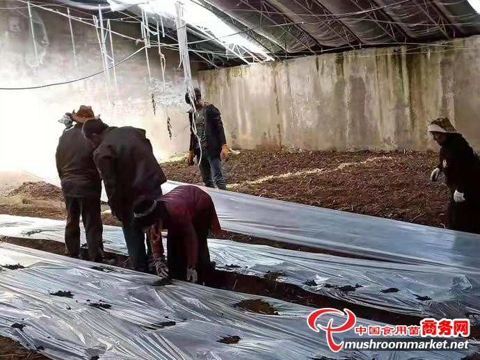 青海省班玛县：种植羊肚菌 “点亮”致富路