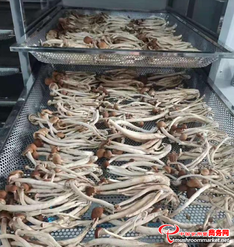 福建省建宁县：种植茶树菇 铺就致富路