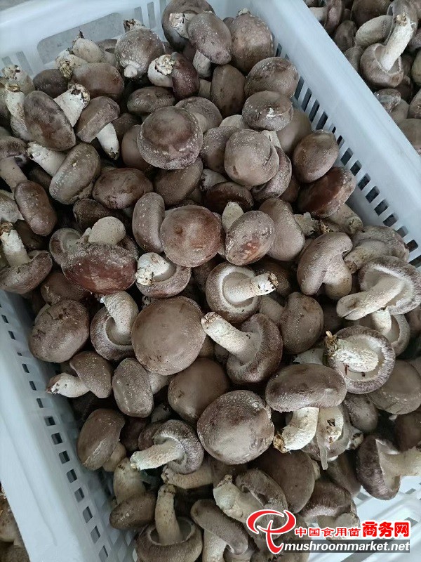 重庆市南川区河图镇：香菇朵朵开 小康自然来
