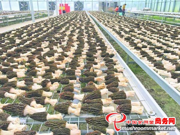 贵州省开阳县：建设专业批发市场 促食用菌批量交易