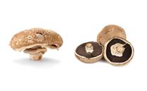 褐菇的营养价值有哪些？