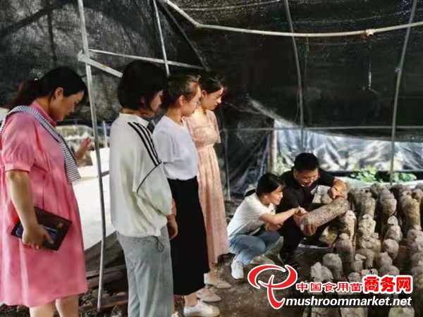 河南省西平县选调生开展香菇产业调研活动 寻求乡村产业发展路径