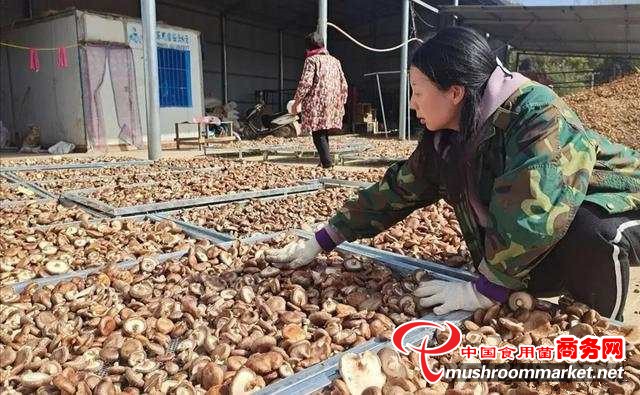 河南省嵩县香菇入选全国名特优新农产品名录