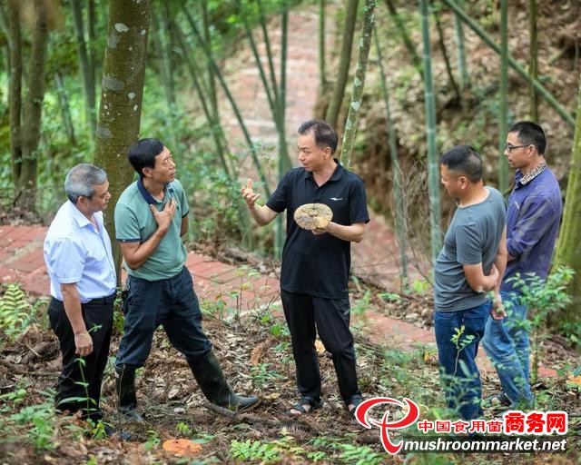 福建省武平县食用菌技术推广服务站站长钟礼义：一朵灵芝一条脱贫致富路