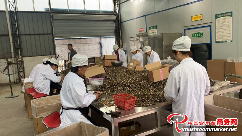 四川省巴中市羊肚菌首次实现自营出口 进一步推动食用菌产品出口市场多元化进程