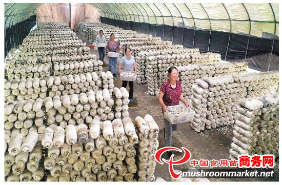 广西灵川县：小蘑菇做出大产业 加快现代农业产业发展