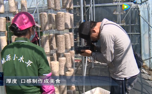 央视《谁知盘中餐》栏目摄制组前往吉林省延边州汪清县采访拍摄黑木耳基地