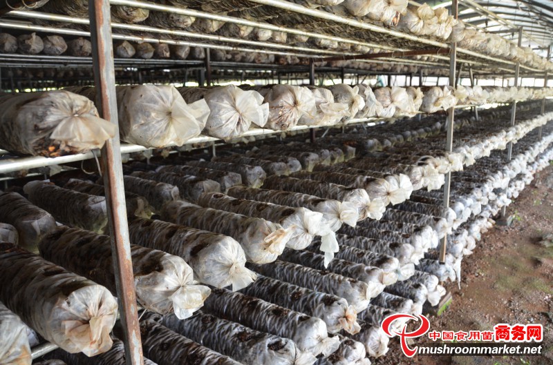 湖北省随州市食用菌协会志愿服务队为菇农灵芝怪病开药方