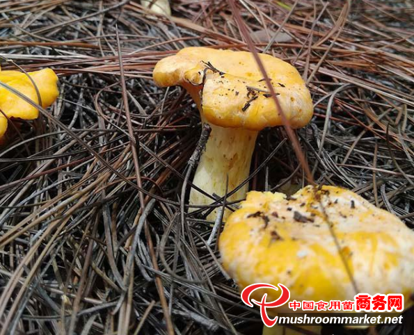 逛云南 在“野生菌之乡”尽享“南华风味”