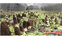 四川省食用菌协会关于羊肚菌大田种植的风险提示及对策建议