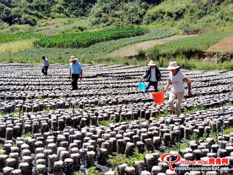 甘肃省礼县：推动木耳产品质量稳步提升 成为乡村振兴的希望产业