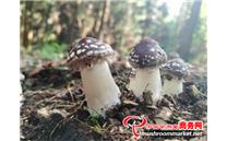 贵州省六盘水市水城区夏季林下种植大球盖菇 大面积上市
