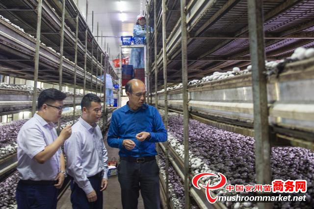 江苏淮安市洪泽农商银行金融“及时雨”催生食用菌产业链