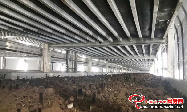 甘肃省临泽县：黑皮鸡枞菌引种成功 开辟增收致富新路子