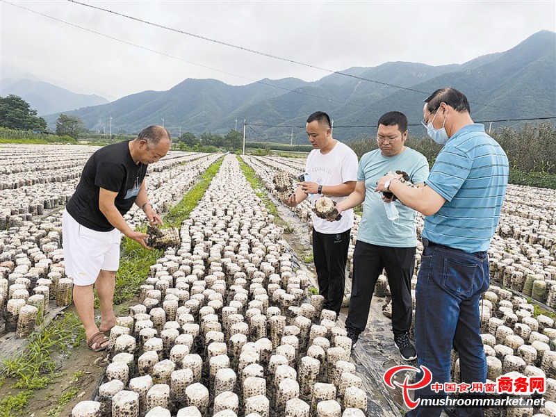 辽宁省庄河市步云山村：小小黑木耳变身“招财耳” 确保实现乡村振兴有效衔接
