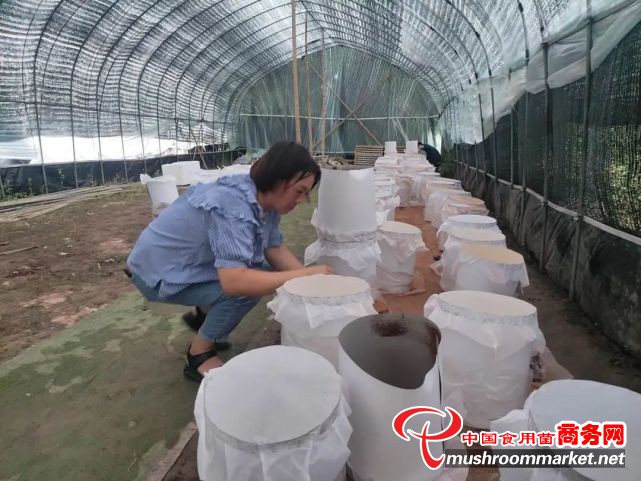 浙江省浦江县成功培育出灵芝 产出孢子粉