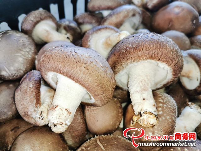 广西东兰县：食用菌已成为乡村振兴重点产业