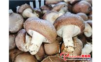 广西东兰县：食用菌已成为乡村振兴重点产业
