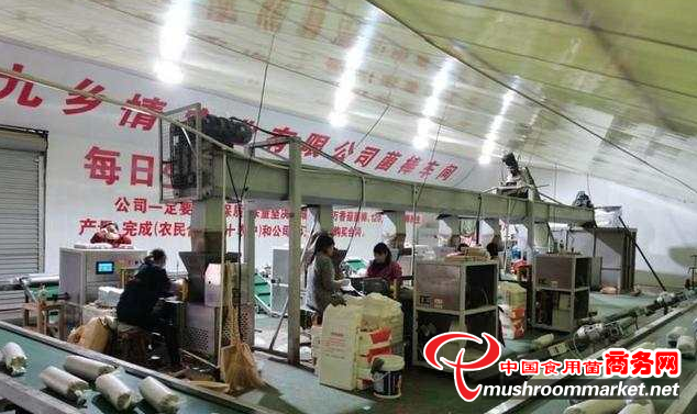 河南省鲁山县：多措并举为受灾食用菌种植户撑起“保护伞”