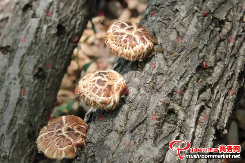 河北省泌阳县：壮大食用菌产业 助推乡村振兴