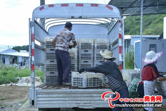 贵州省兴仁市：食用菌生产实现智能化 开启新未来