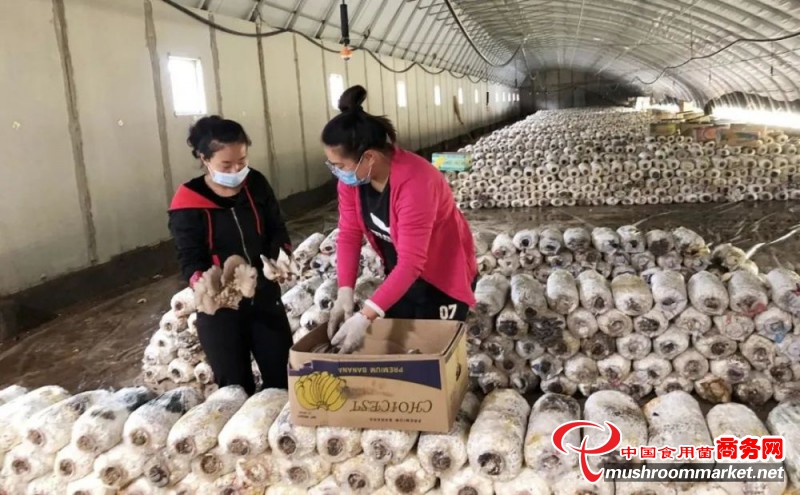 内蒙古乌兰察布市：蘑菇品质高 鼓起农民钱袋子