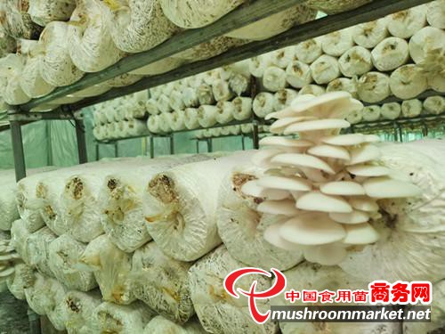四川省乐山市土主镇：利用秸秆种植食用菌 变废为宝