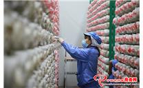 贵州浩润臻源食品有限公司推进秀珍菇全流程工厂化、标准化生产