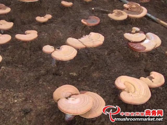 辽宁省抚顺县：土地生金 灵芝撑起致富伞