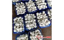 山东省莘县政府大力支持食用菌产业发展