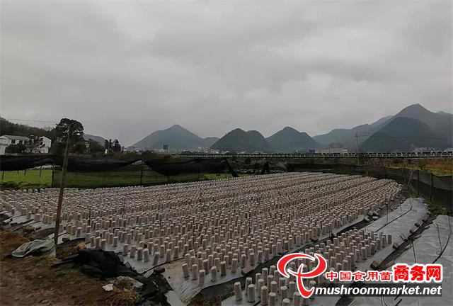 贵州省兴义市乌沙镇一村民再次投种黑木耳两万棒 带动百姓务工增收