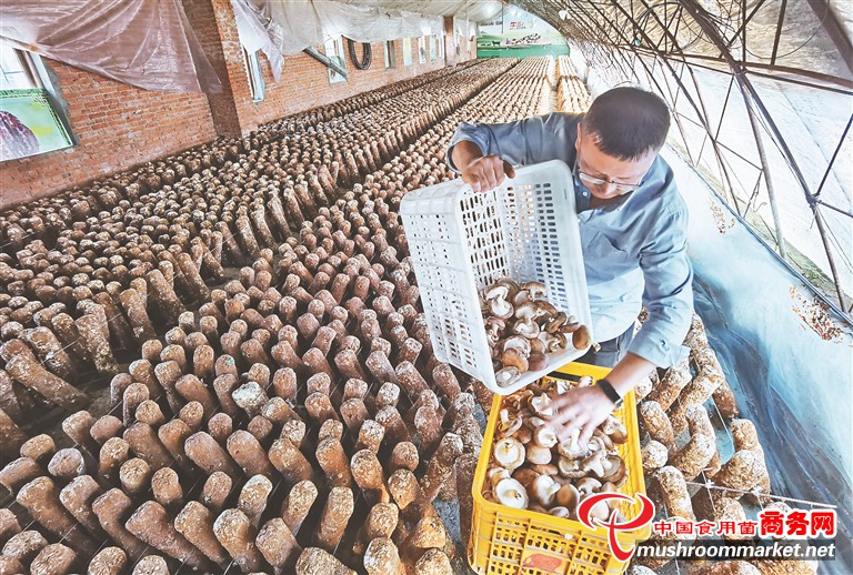 北大荒红旗农场有限公司：富硒香菇点亮新“硒”望