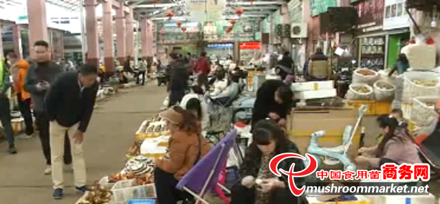 云南省昆明市鸡枞菌降至100元/公斤
