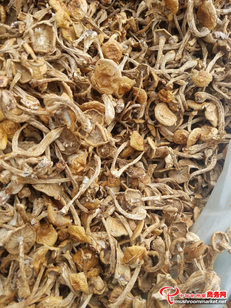 贵州省都匀市马鞍山食用菌示范园顺利建成 批量出菇